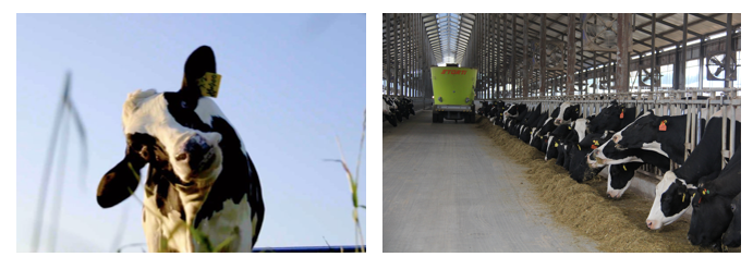 花花牛丨每天一杯奶,幸福健康喝出來!!! 花花牛丨每天一杯奶,幸福健康喝出來!!!