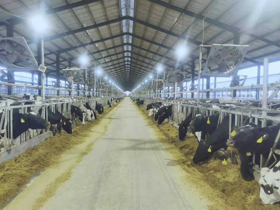 北京大學南南合作與發展學院教授、全球伙伴關系主任周詠梅一行蒞臨花花牛平輿瑞亞牧業參觀調研 北京大學南南合作與發展學院教授、全球伙伴關系主任周詠梅一行蒞臨花花牛平輿瑞亞牧業參觀調研