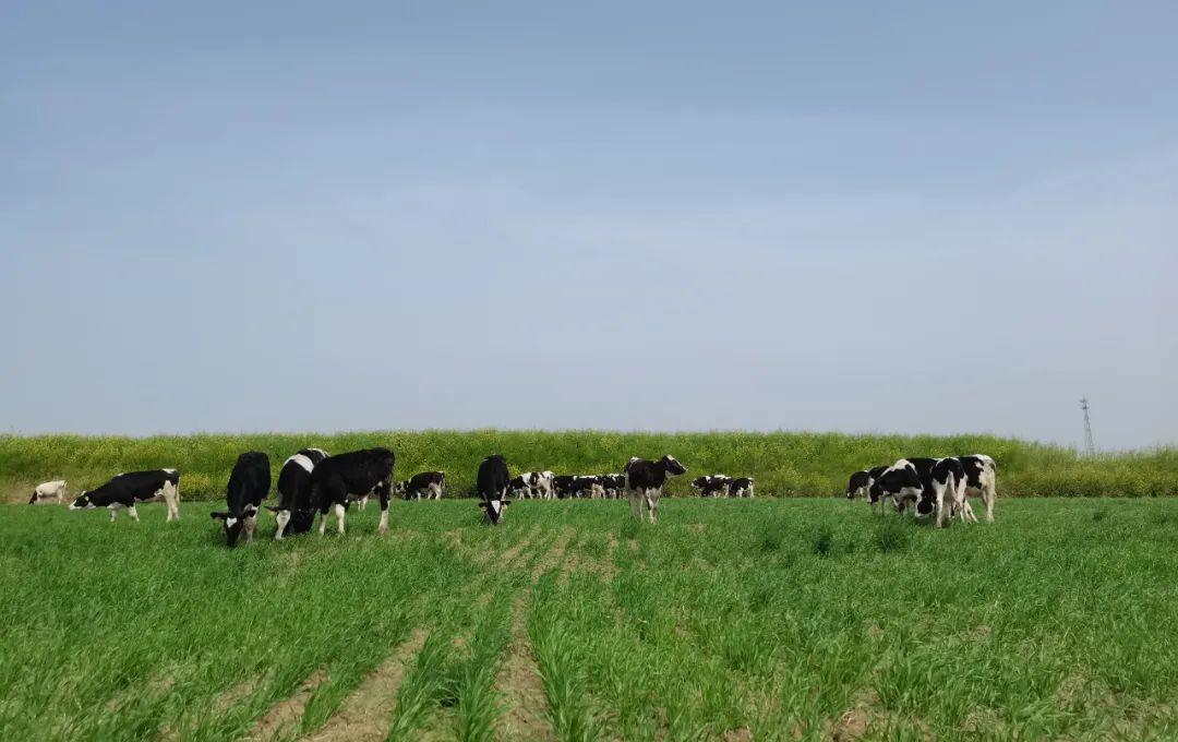 繼往開來 · 再創輝煌 | 花花牛乳業集團召開9月營銷、養殖及飼料月度經營工作會議