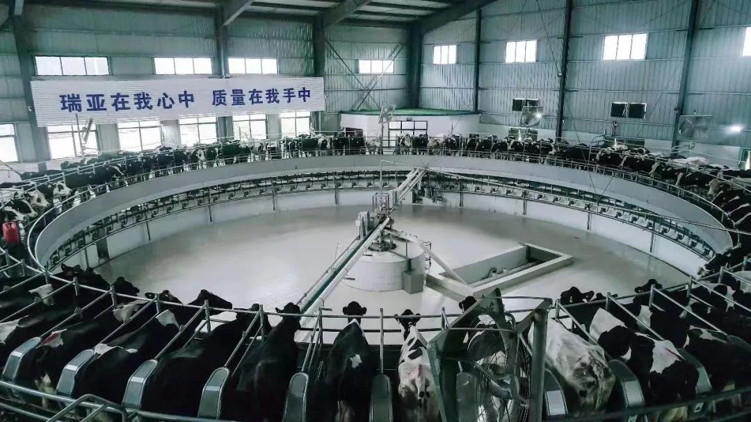 快訊 | 駐馬店市委副書(shū)記、市長(zhǎng)李躍勇一行蒞臨花花牛乳業(yè)集團(tuán)平輿瑞亞牧場(chǎng)調(diào)研 快訊 | 駐馬店市委副書(shū)記、市長(zhǎng)李躍勇一行蒞臨花花牛乳業(yè)集團(tuán)平輿瑞亞牧場(chǎng)調(diào)研