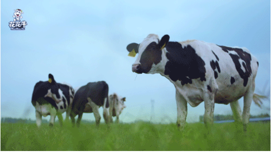 河南省高級(jí)人民法院院長(zhǎng)胡道才一行蒞臨花花牛乳業(yè)集團(tuán)開展“萬(wàn)人助萬(wàn)企”活動(dòng) 助力企業(yè)發(fā)展