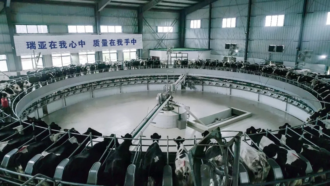 省委書(shū)記王國(guó)生到河南花花牛乳業(yè)集團(tuán)·新蔡瑞亞牧業(yè)有限公司調(diào)研 省委書(shū)記王國(guó)生到河南花花牛乳業(yè)集團(tuán)·新蔡瑞亞牧業(yè)有限公司調(diào)研